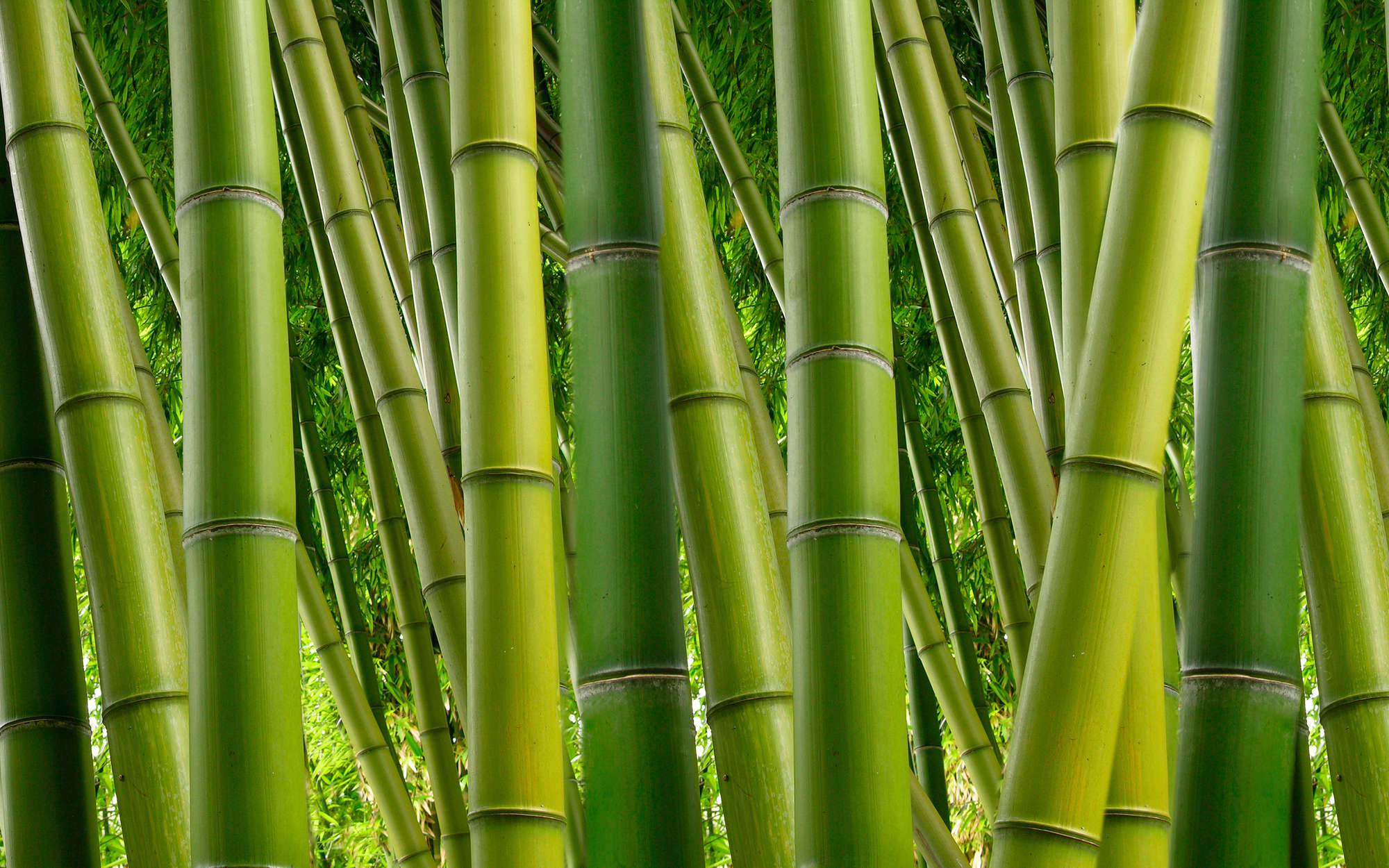             Natur Fototapete Bambus in Grün – Mattes Glattvlies
        