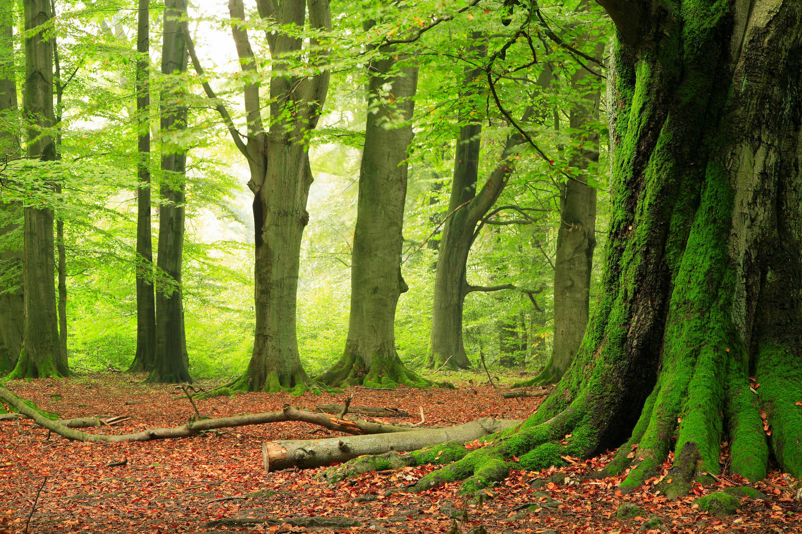             Natur Leinwandbild Wald mit Moosbäumen – 1,20 m x 0,80 m
        