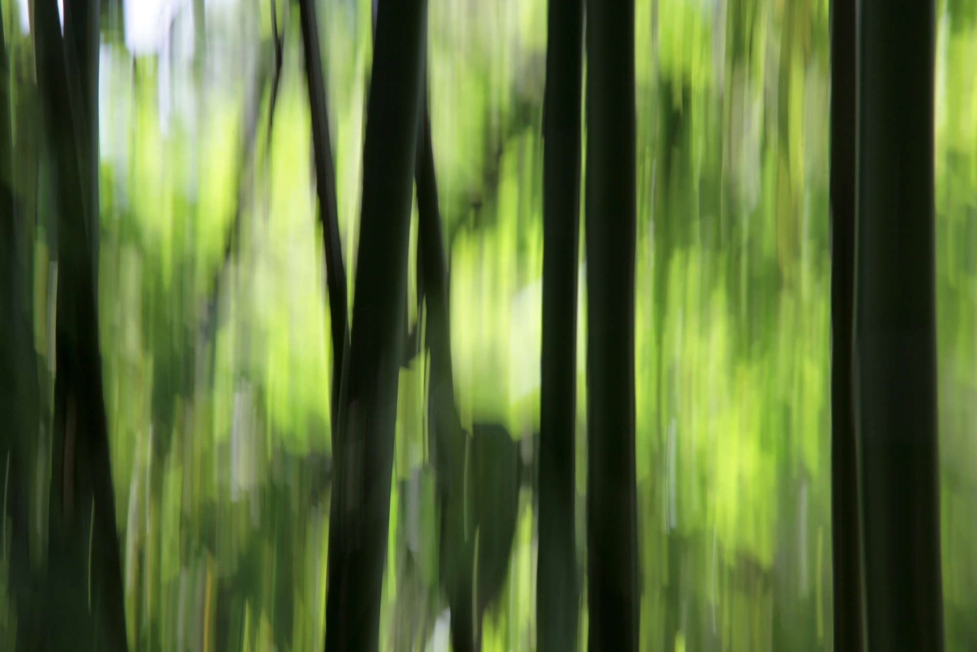             Fototapete verschwommener Bambus – Strukturiertes Vlies
        
