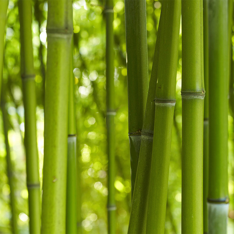Fototapete Bambus in Grün – Perlmutt Glattvlies
