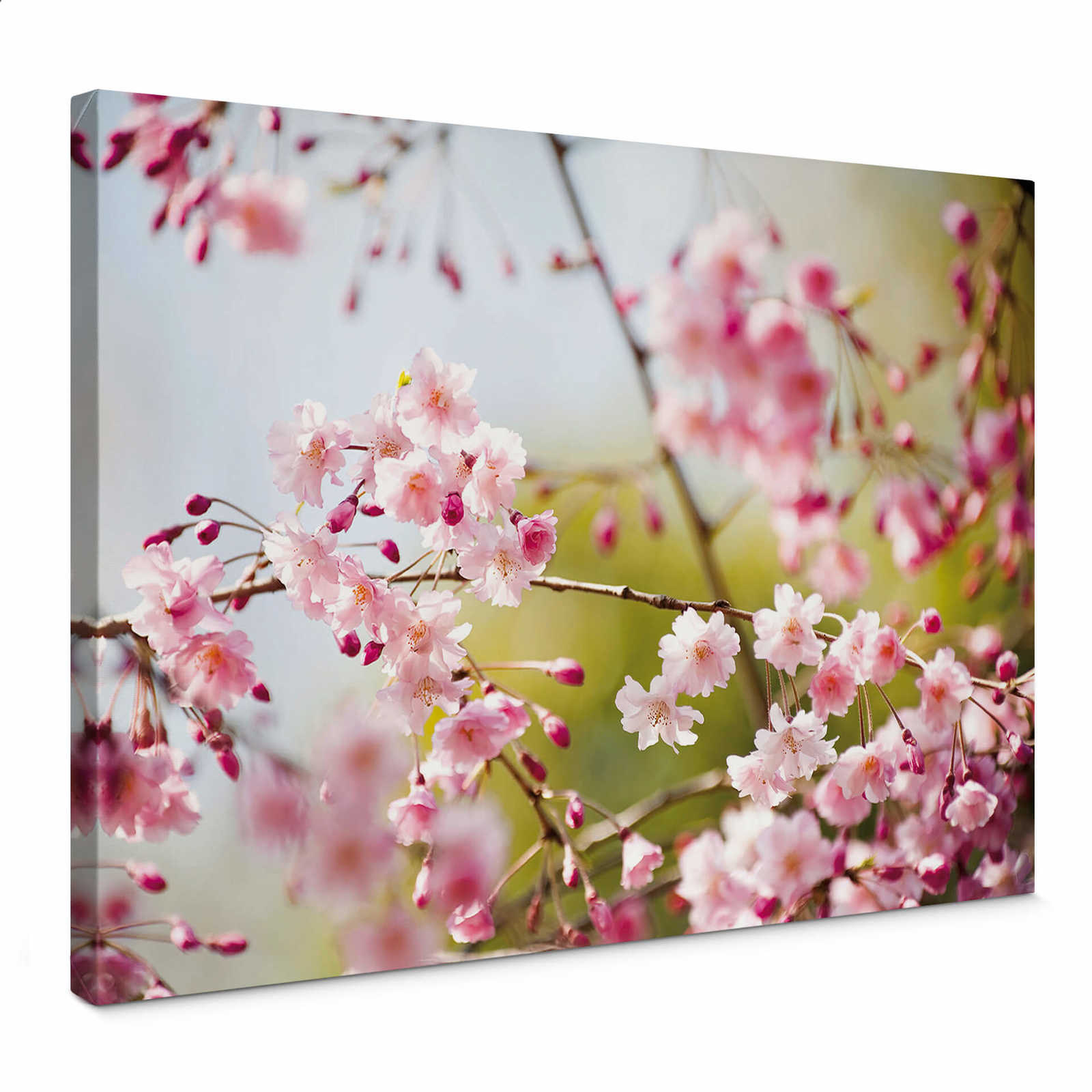 Natur Leinwandbild • Kirschblüten Motiv | DD123038