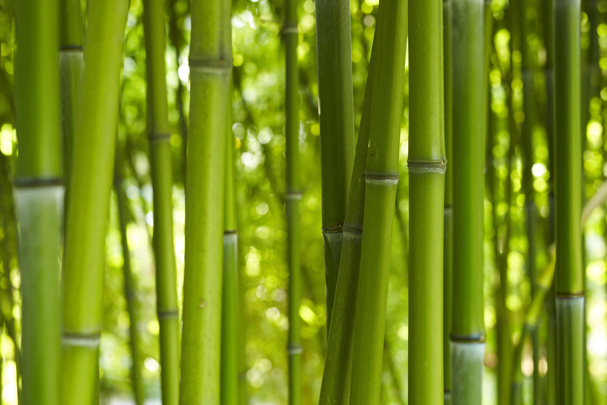             Fototapete Bambus in Grün – Perlmutt Glattvlies
        