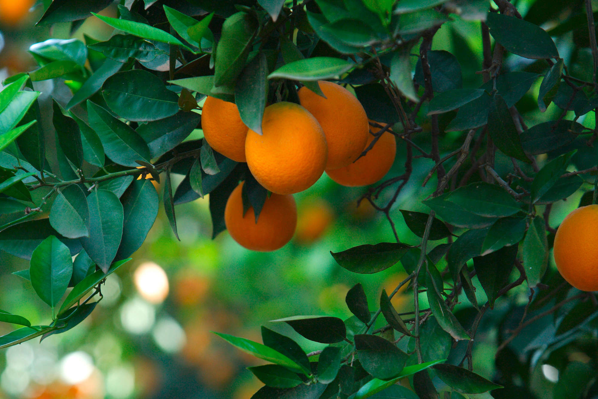             Fototapete Baum mit Früchten – Perlmutt Glattvlies
        