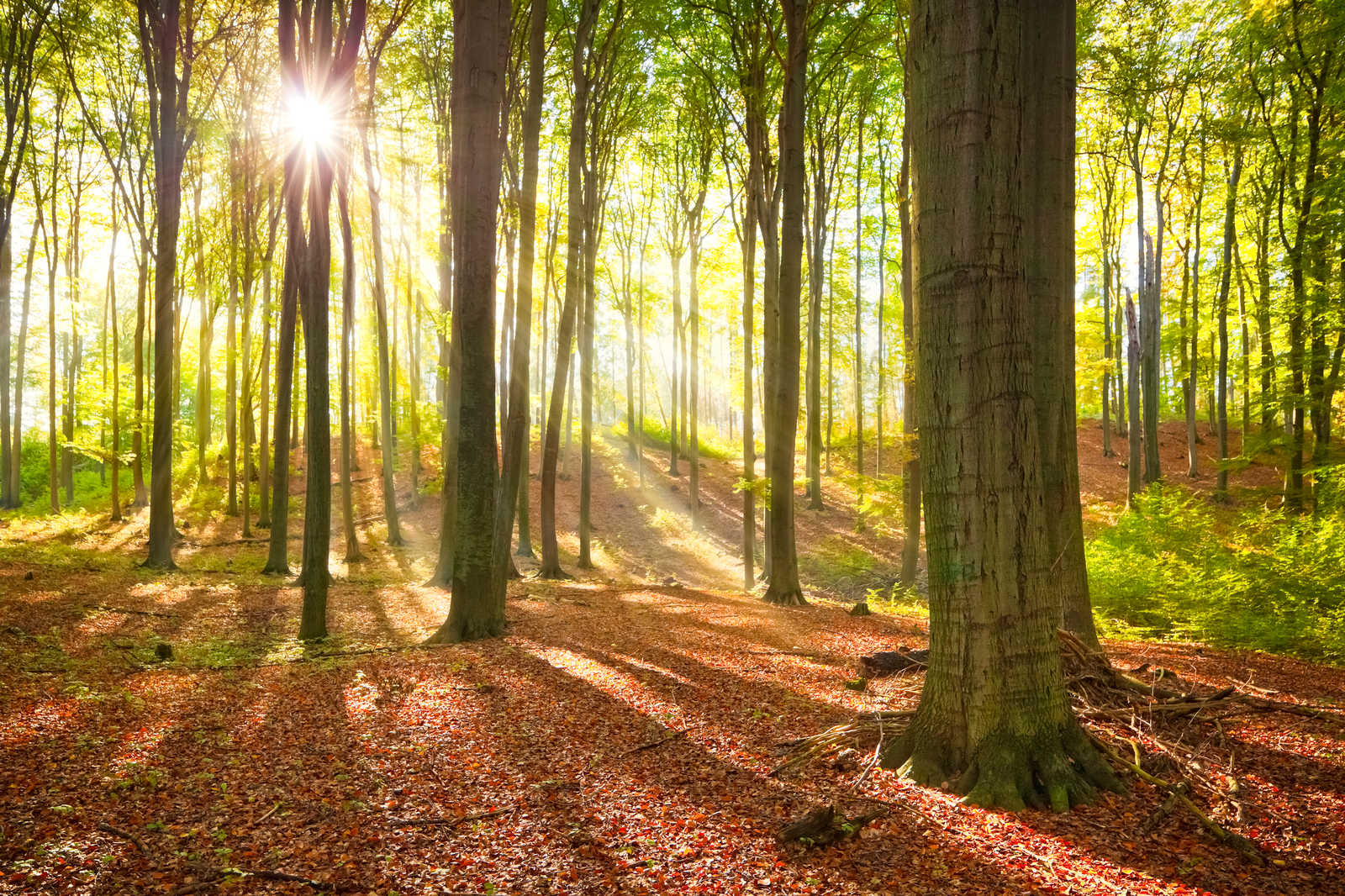             Leinwandbild Natur Laubwald mit Lichtstrahlen – 1,20 m x 0,80 m
        