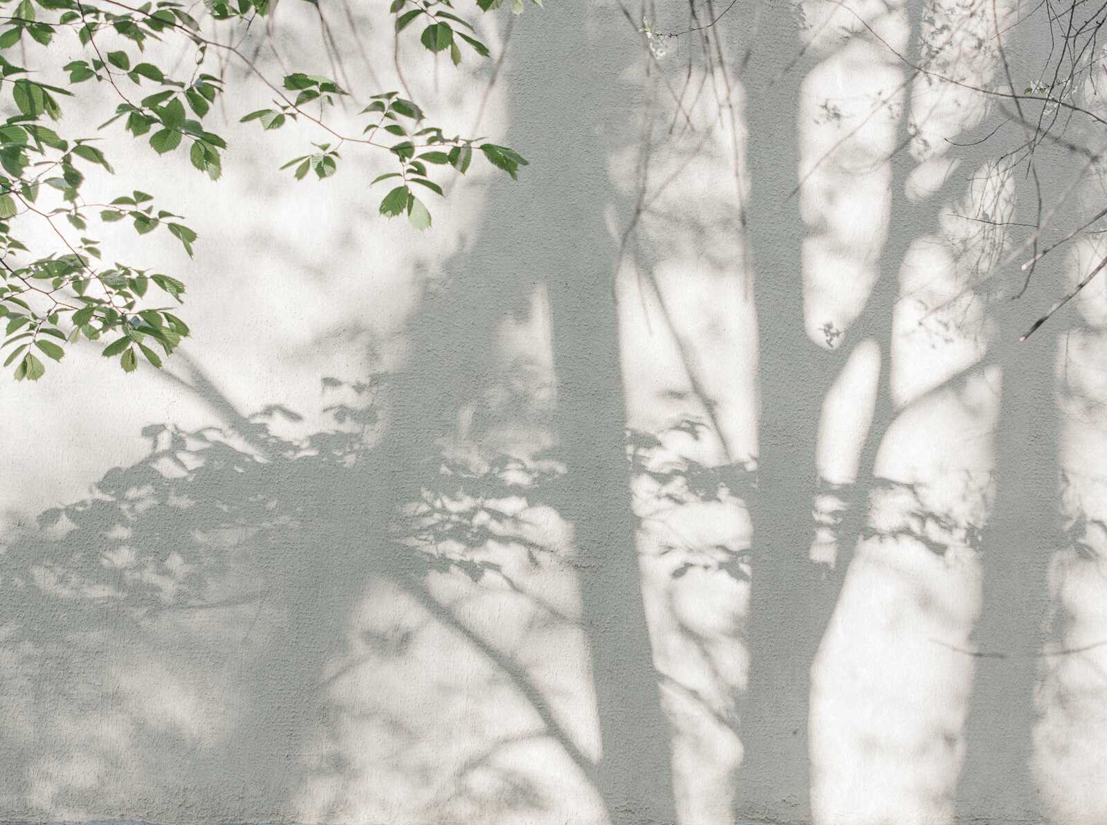             Fototapete mit Waldmotiv und natürlichen Baum- und Blätter-Silhouetten als Vliestapete – Grün, Weiß
        