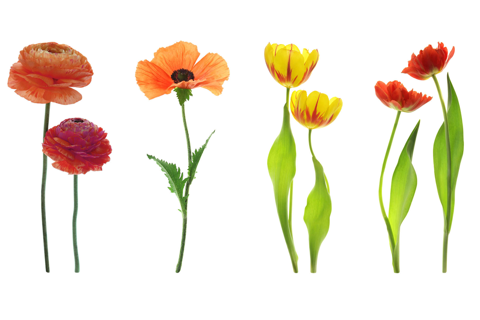             Fototapete einzelne Blumenvielfalt – Perlmutt Glattvlies
        