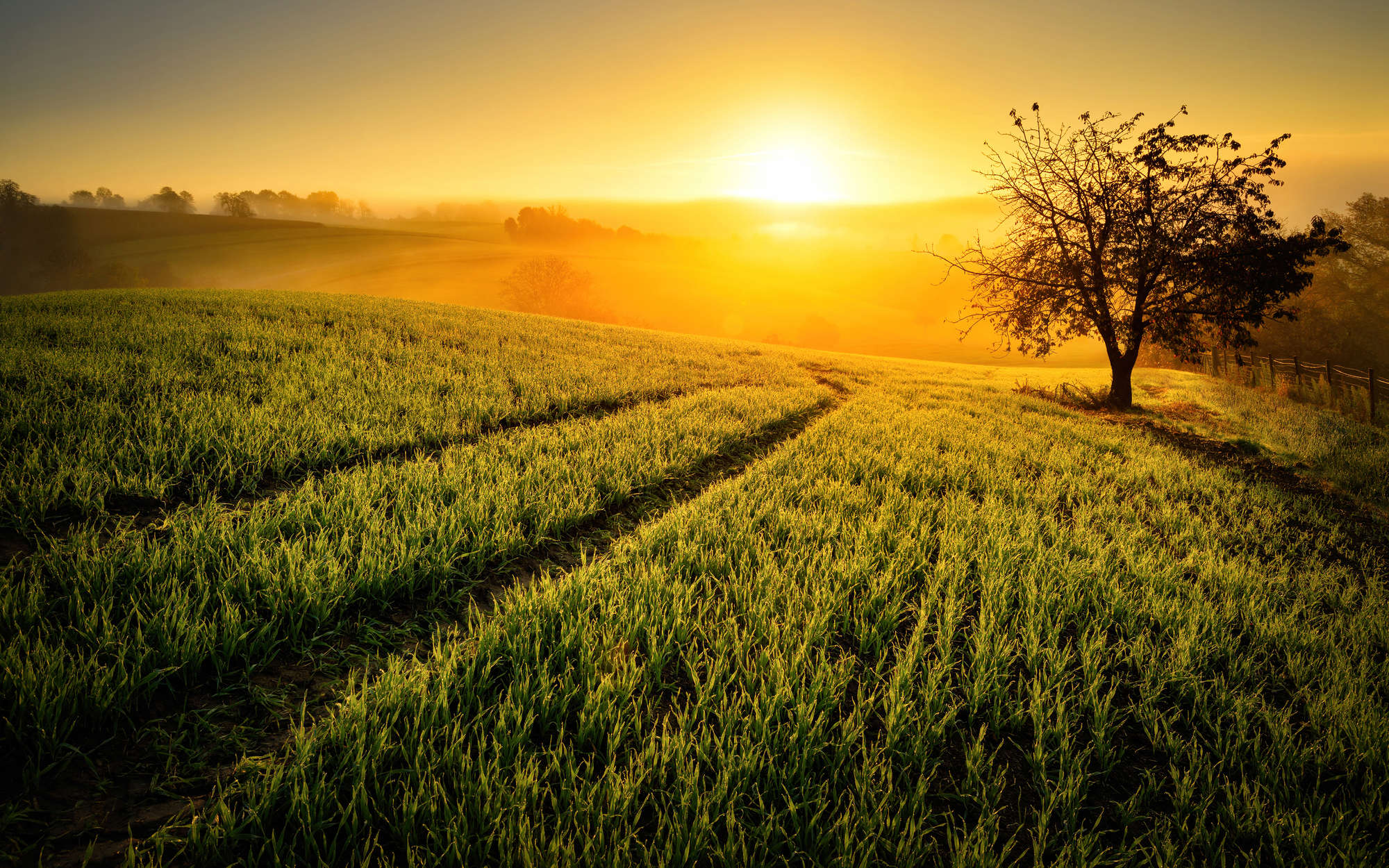             Natur Fototapete Feld im Sonnenaufgang – Perlmutt Glattvlies
        