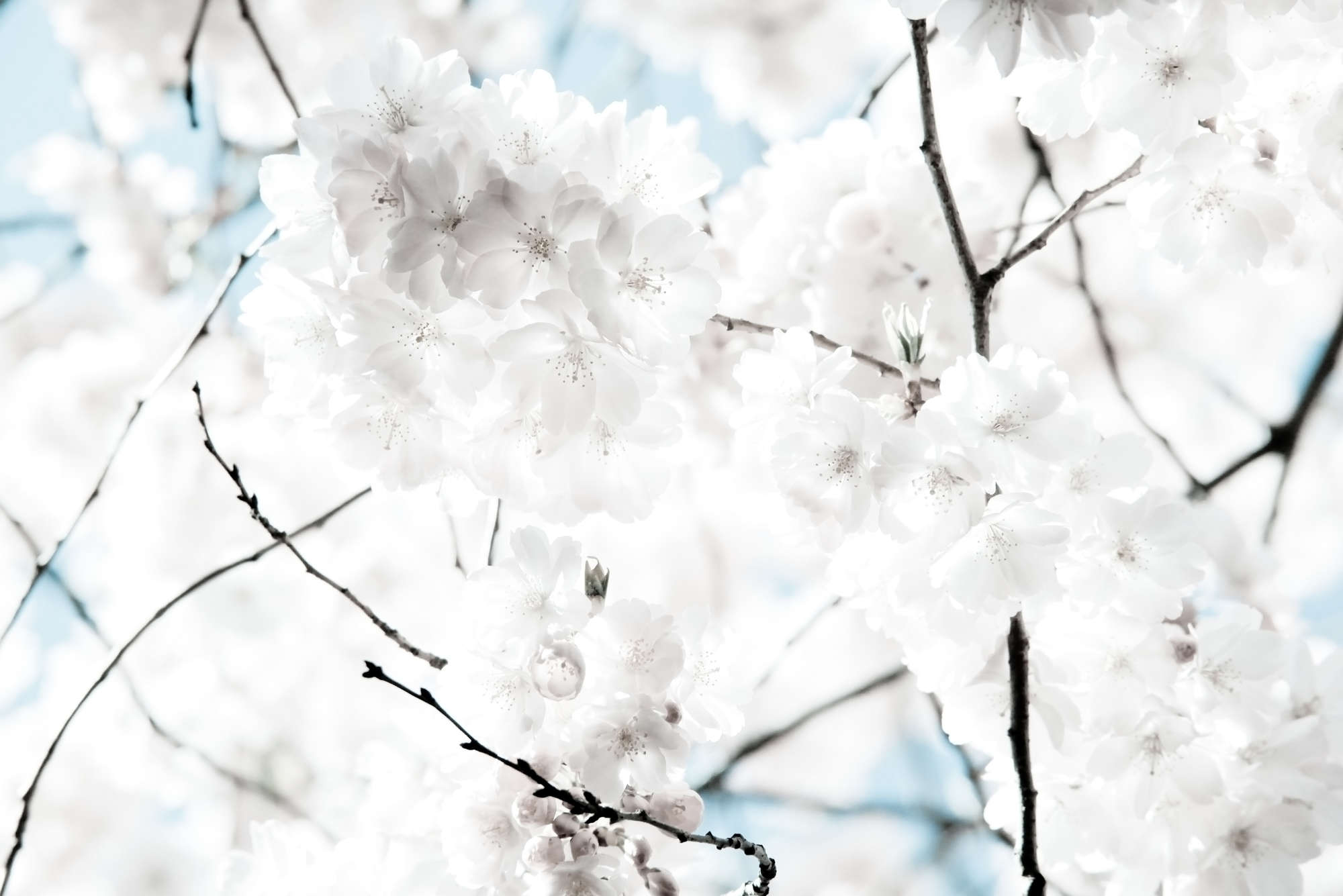             Fototapete Nahaufnahme von weißen Blüten – Mattes Glattvlies
        